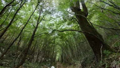 Bosco delle Pianelle